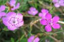 Ketoneilikka2C_Dianthus_deltoides_IMG_0325.jpg