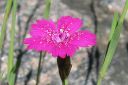 Ketoneilikka2C_Dianthus_deltoides_IMG_0595.jpg