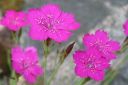 Tiedostonimi=Ketoneilikka2C_Dianthus_deltoides_IMG_1984.jpg
Tiedostokoko=36kt
Koko=600x400
Lisätty=11.03.2011 Ketoneilikka2C_Dianthus_deltoides_IMG_1984.jpg