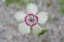 Ketoneilikka2C_Dianthus_deltoides_IMG_3765.jpg