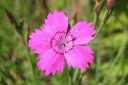 Ketoneilikka2C_Dianthus_deltoides_IMG_3900.jpg