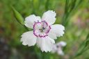 Ketoneilikka2C_Dianthus_deltoides_IMG_4021.jpg