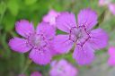 Tiedostonimi=Ketoneilikka2C_Dianthus_deltoides_IMG_4023.jpg
Tiedostokoko=36kt
Koko=600x399
Lisätty=11.03.2011 Ketoneilikka2C_Dianthus_deltoides_IMG_4023.jpg