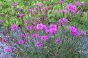 Ketoneilikka2C_Dianthus_deltoides_IMG_5279.jpg