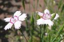 Ketoneilikka2C_Dianthus_deltoides_IMG_6408.jpg