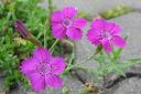 Ketoneilikka2C_Dianthus_deltoides_IMG_6439.jpg