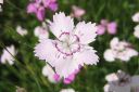 Ketoneilikka2C_Dianthus_deltoides_IMG_8809.jpg