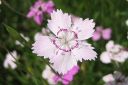 Ketoneilikka2C_Dianthus_deltoides_IMG_8810.jpg