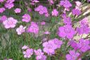 Ketoneilikka2C_Dianthus_deltoides_IMG_8813.jpg