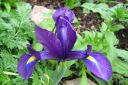 Tiedostonimi=Kevatkurjenmiekka2C_Iris_reticulata_IMG_7082.jpg
Tiedostokoko=59kt
Koko=600x400
Lisätty=11.03.2011 Kevatkurjenmiekka2C_Iris_reticulata_IMG_7082.jpg