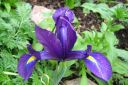 Kevatkurjenmiekka2C_Iris_reticulata_IMG_7082.jpg