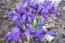 Kevatkurjenmiekka2C_Iris_reticulata_IMG_9534.jpg