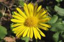 Kevatvuohenjuuri2C_Doronicum_orientale_IMG_0324.jpg