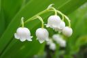 Kielo2C_Convallaria_majalis_IMG_0107.jpg