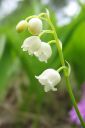 Kielo2C_Convallaria_majalis_IMG_7658.jpg