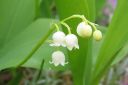 Kielo2C_Convallaria_majalis_IMG_7659.jpg