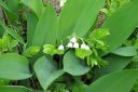 Kielo2C_Convallaria_majalis_IMG_7665.jpg