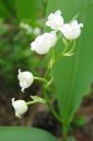 Kielo2C_Convallaria_majalis_IMG_7666.jpg