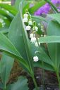 Kielo2C_Convallaria_majalis_IMG_9386.jpg