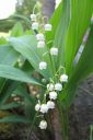 Kielo2C_Convallaria_majalis_IMG_9387.jpg