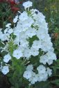 Kiiltoleimu2C_Phlox_carolina_IMG_0077.jpg