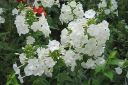 Kiiltoleimu2C_Phlox_carolina_IMG_7536.jpg