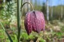 Kirjopikarililja2C_Fritillaria_meleagris_IMG_0676.jpg