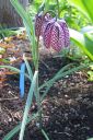 Kirjopikarililja2C_Fritillaria_meleagris_IMG_6996.jpg