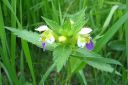 Kirjopillike2C_Galeopsis_speciosa_IMG_5379.jpg