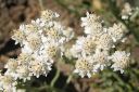 Kissankapala2C_Antennaria_dioica_IMG_3888.jpg