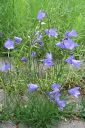 Kissankello2C_Campanula_rotundifolia_IMG_2667.jpg