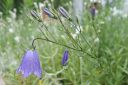 Kissankello2C_Campanula_rotundifolia_IMG_3226.jpg