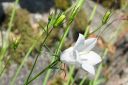 Kissankello2C_Campanula_rotundifolia_IMG_5062.jpg