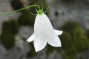 Kissankello2C_Campanula_rotundifolia_IMG_652.jpg