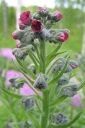 Koirankieli2C_Cynoglossum_officinale_IMG_9149.jpg