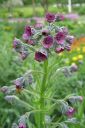 Koirankieli2C_Cynoglossum_officinale_IMG_9614.jpg