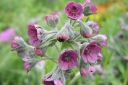 Koirankieli2C_Cynoglossum_officinale_IMG_9616.jpg