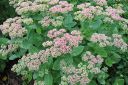 Komeamaksaruoho2C_Sedum_spectabile_IMG_0930.jpg