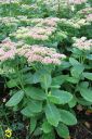 Komeamaksaruoho2C_Sedum_spectabile_IMG_0931.jpg