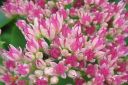 Komeamaksaruoho2C_Sedum_spectabile_IMG_1050.jpg