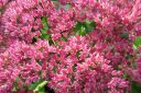 Komeamaksaruoho2C_Sedum_spectabile_IMG_1518.jpg