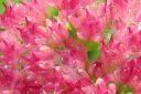 Komeamaksaruoho2C_Sedum_spectabile_IMG_1519.jpg