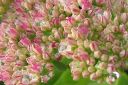 Komeamaksaruoho2C_Sedum_spectabile_IMG_2716.jpg