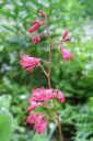 Korallikeijunkukka2C_Heuchera_sanguinea_IMG_0215.jpg