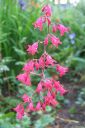 Korallikeijunkukka2C_Heuchera_sanguinea_IMG_1855.jpg