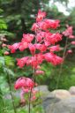 Korallikeijunkukka2C_Heuchera_sanguinea_IMG_5981.jpg