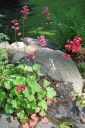 Tiedostonimi=Korallikeijunkukka2C_Heuchera_sanguinea_IMG_6700.jpg
Tiedostokoko=91kt
Koko=399x600
Lisätty=11.03.2011 Korallikeijunkukka2C_Heuchera_sanguinea_IMG_6700.jpg
