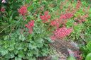 Korallikeijunkukka2C_Heuchera_sanguinea_IMG_7099.jpg