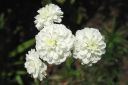 Koreakarsamo2C_Achillea_ptarmica_f_multiplex_IMG_5052.jpg