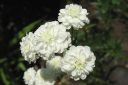 Koreakarsamo2C_Achillea_ptarmica_f_multiplex_IMG_5055.jpg